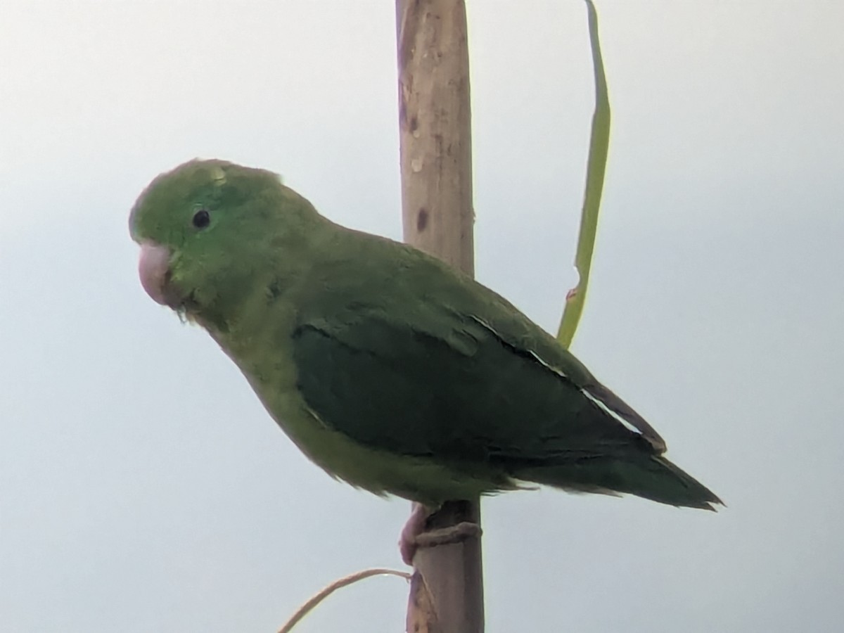 Cotorrita de Anteojos - ML646711098