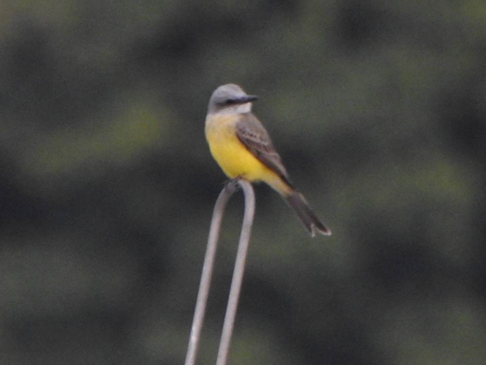 Tirano Melancólico - ML646711100