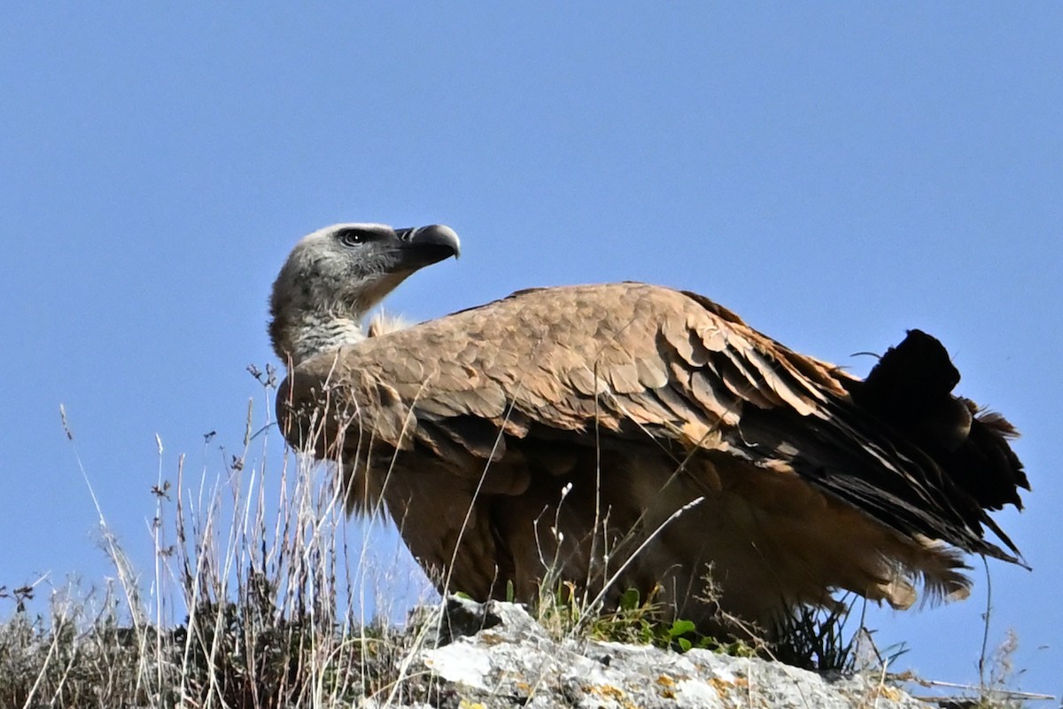 Buitre Leonado - ML646711101