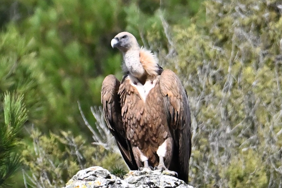 Buitre Leonado - ML646711102