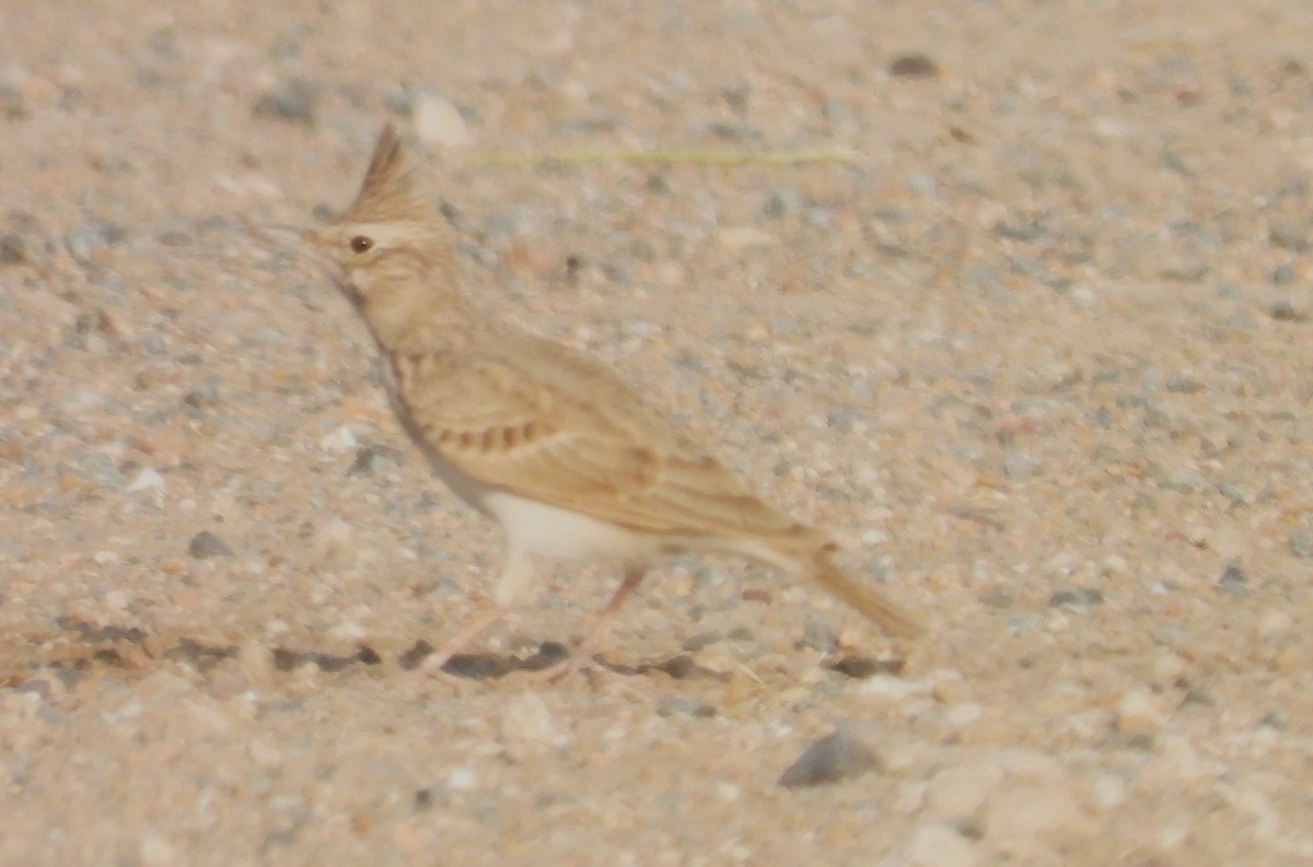 Cogujada Común - ML646711103