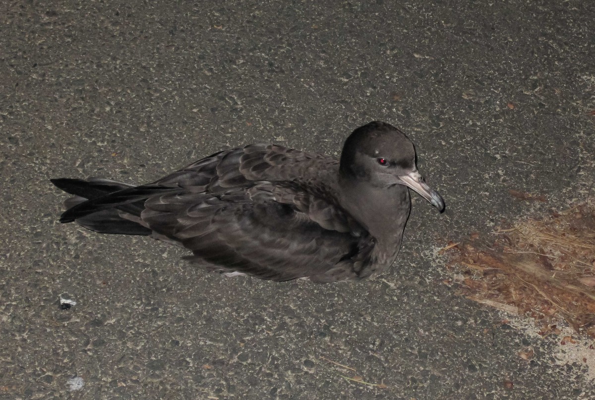 Flesh-footed Shearwater - ML646711105