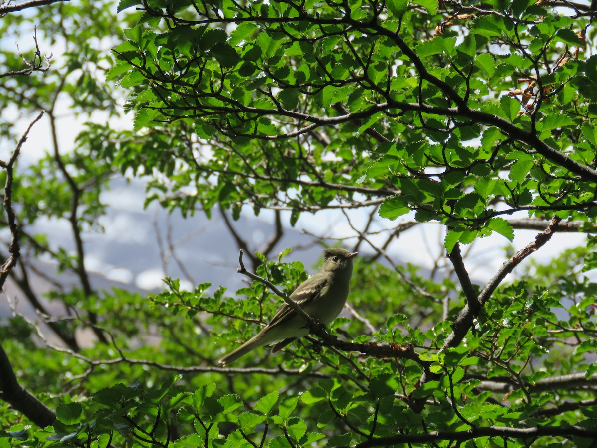 White-crested Elaenia (Chilean) - ML646711106