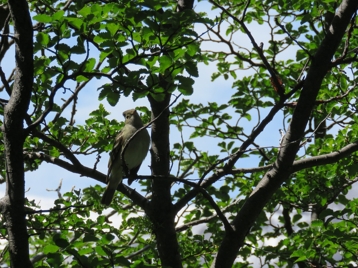White-crested Elaenia (Chilean) - ML646711107