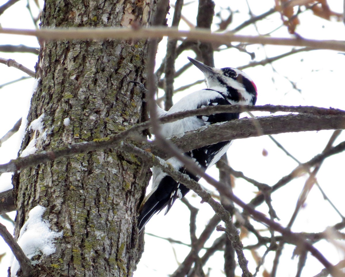 Волосатый дятел - ML646711108