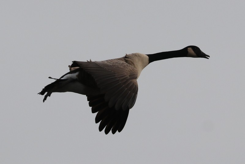 Barnacla Canadiense Grande - ML646711112