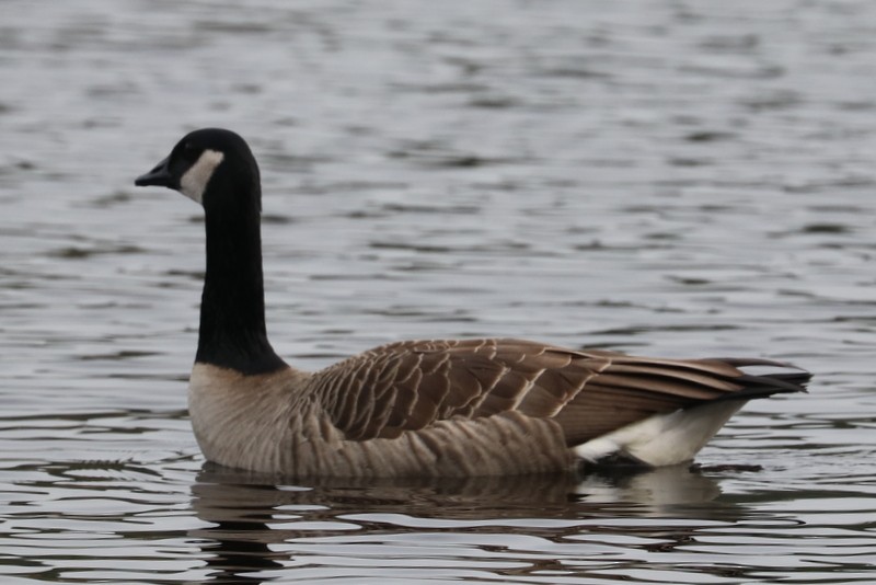 Barnacla Canadiense Grande - ML646711113