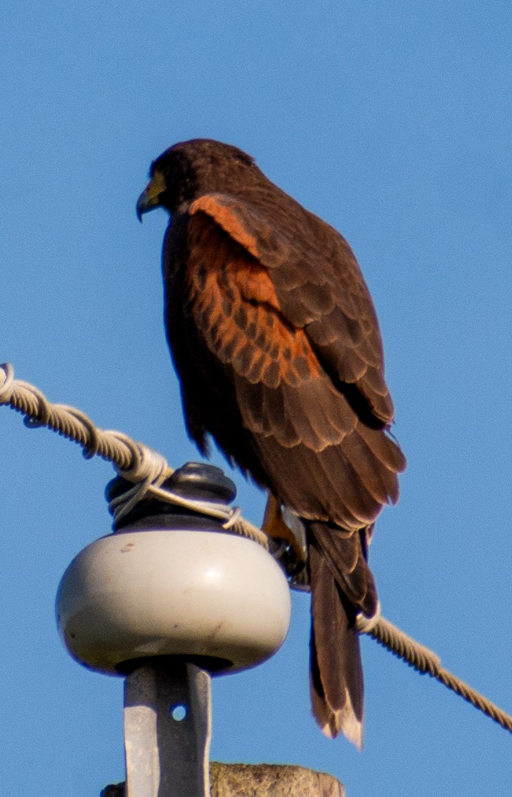 Harris's Hawk - ML646711118