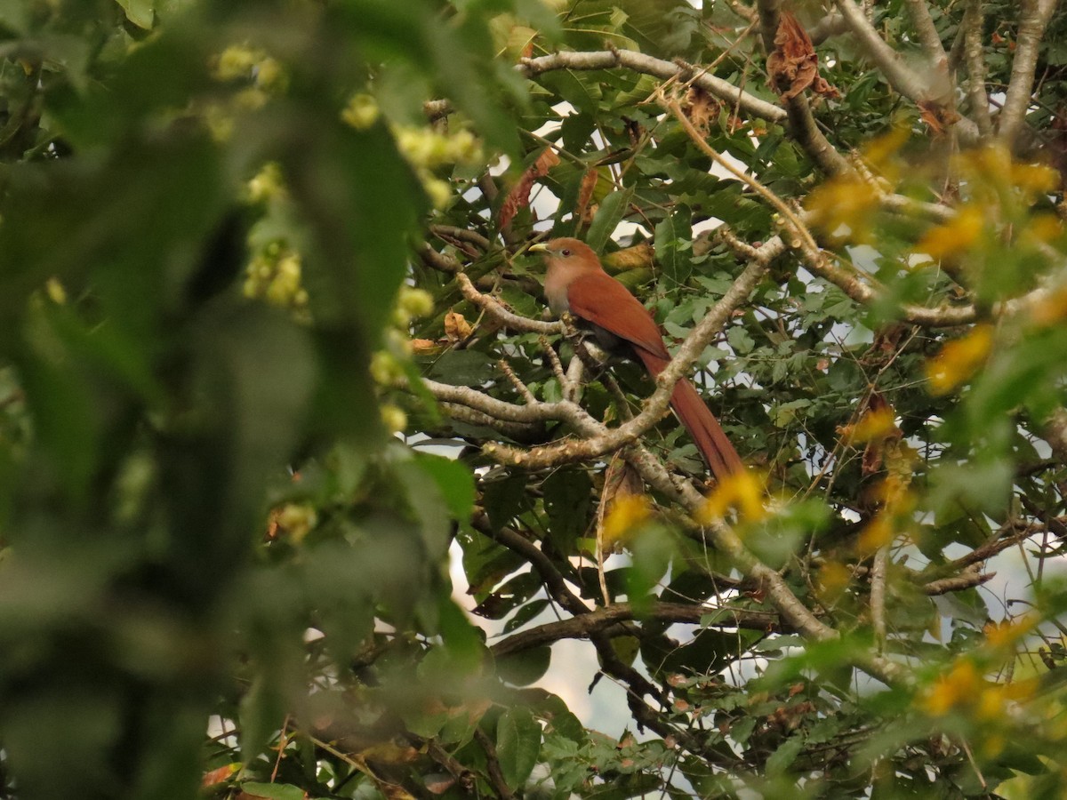 Common Squirrel-Cuckoo - ML646711119