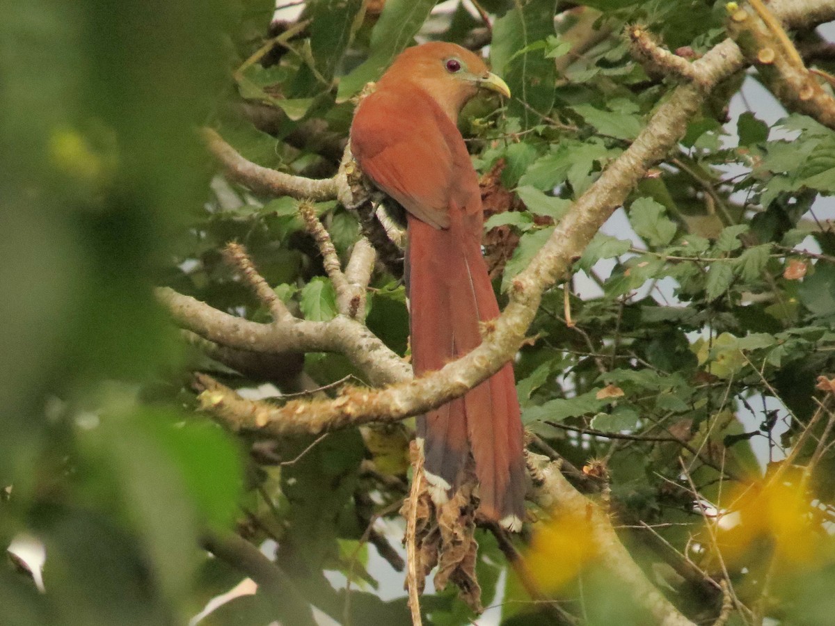 Common Squirrel-Cuckoo - ML646711120