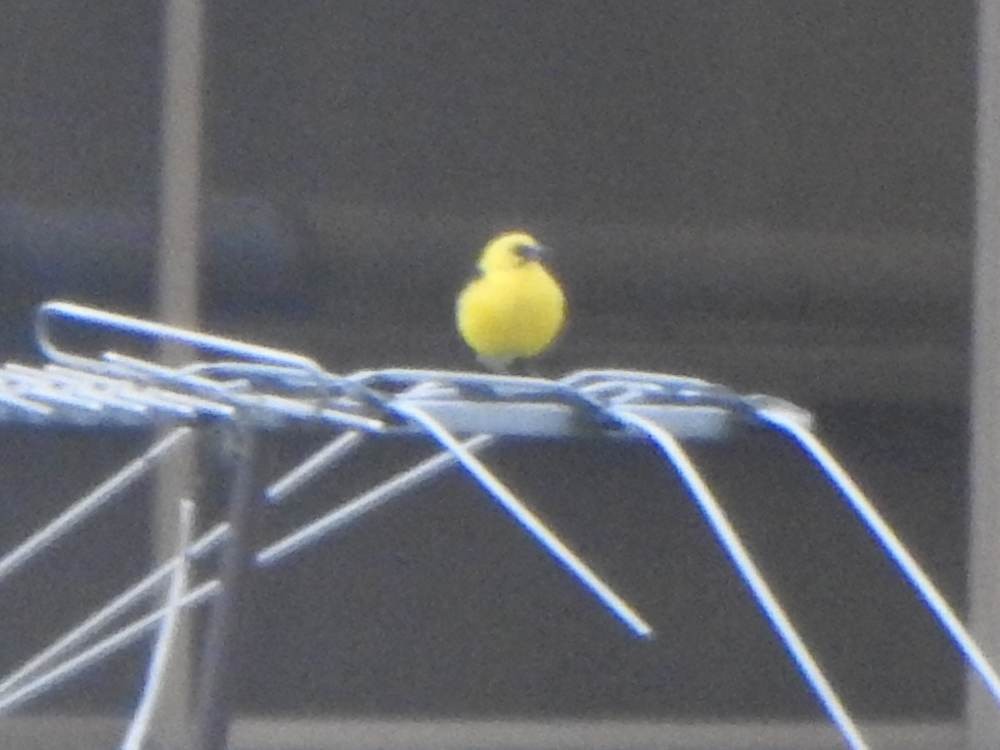 Oriole Blackbird - ML646711121