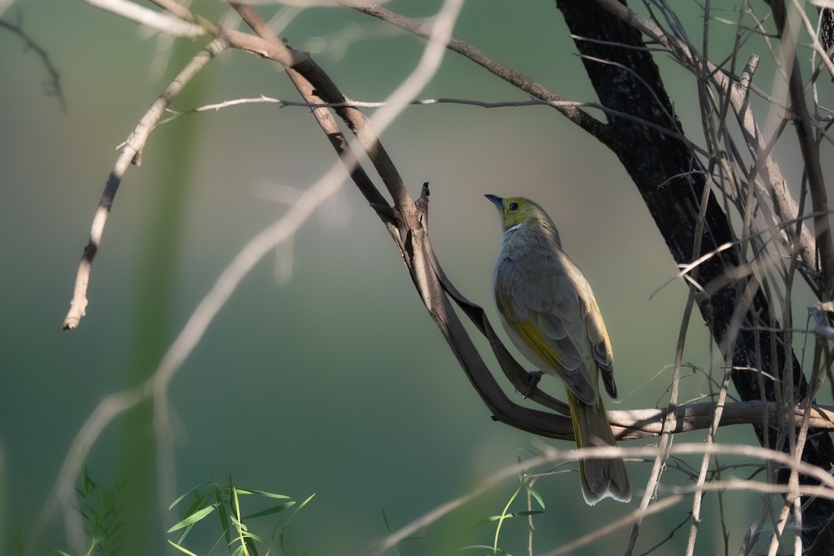 White-plumed Honeyeater - ML646711122