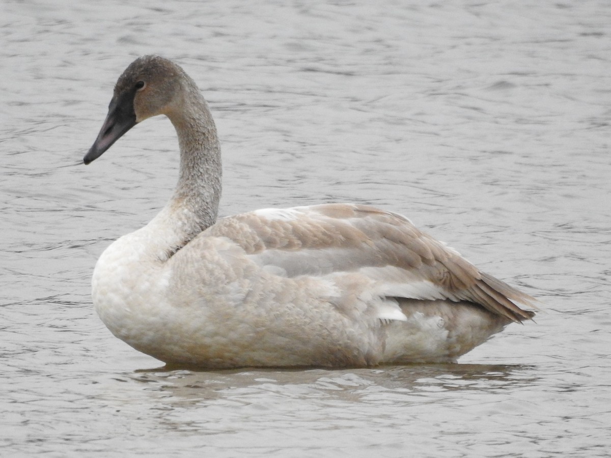 Trumpeter Swan - ML646711123