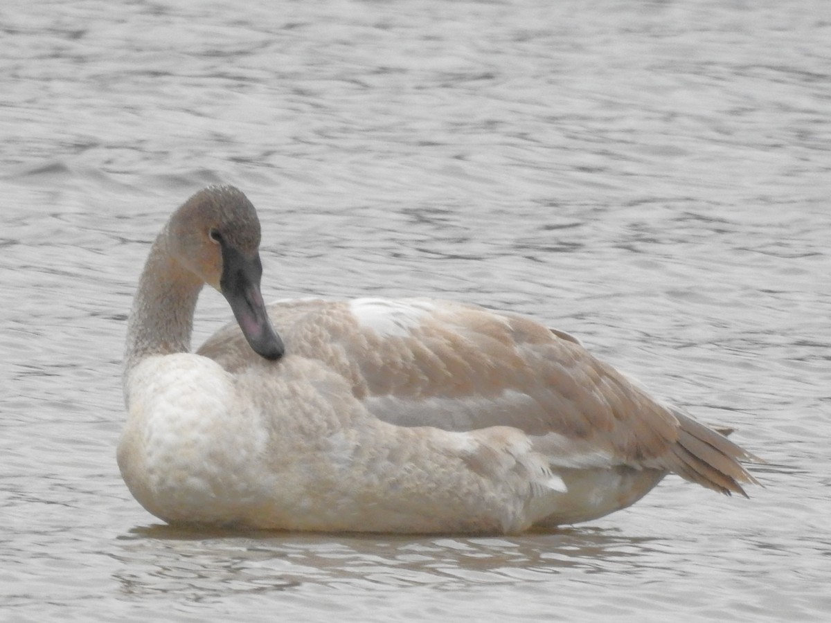 Trumpeter Swan - ML646711124