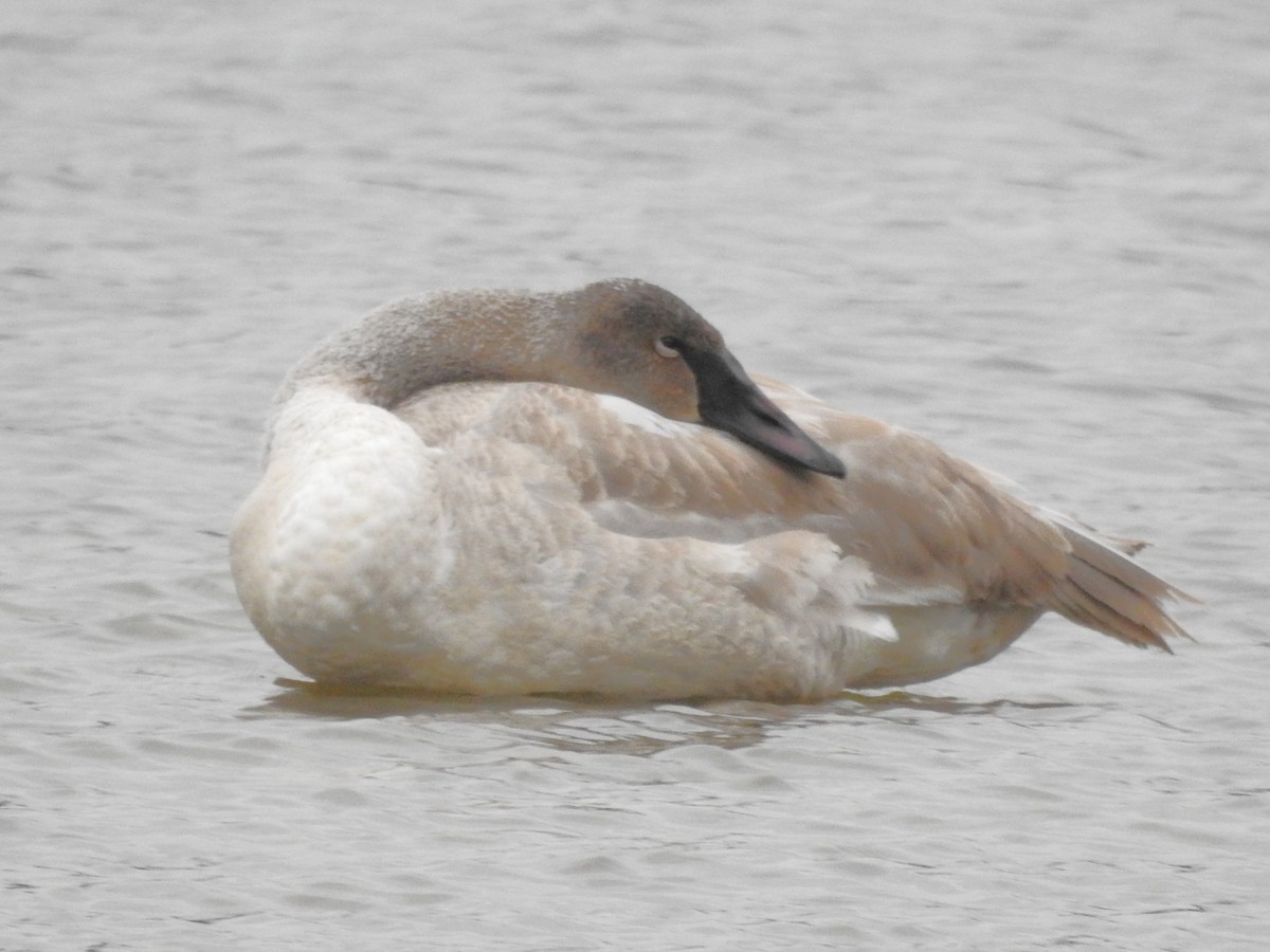 Trumpeter Swan - ML646711125