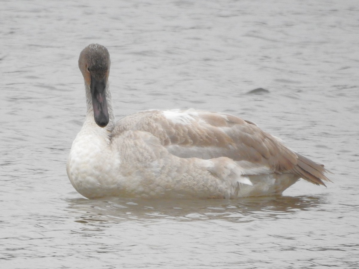 Trumpeter Swan - ML646711127