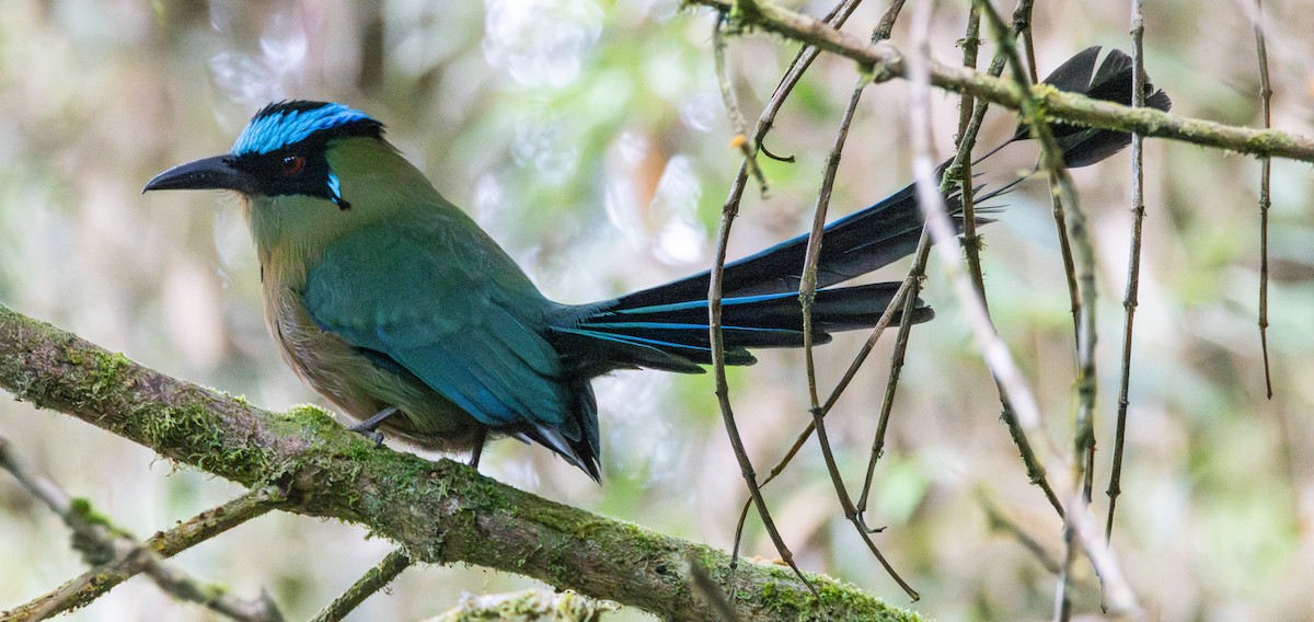 Andean Motmot - ML646711128