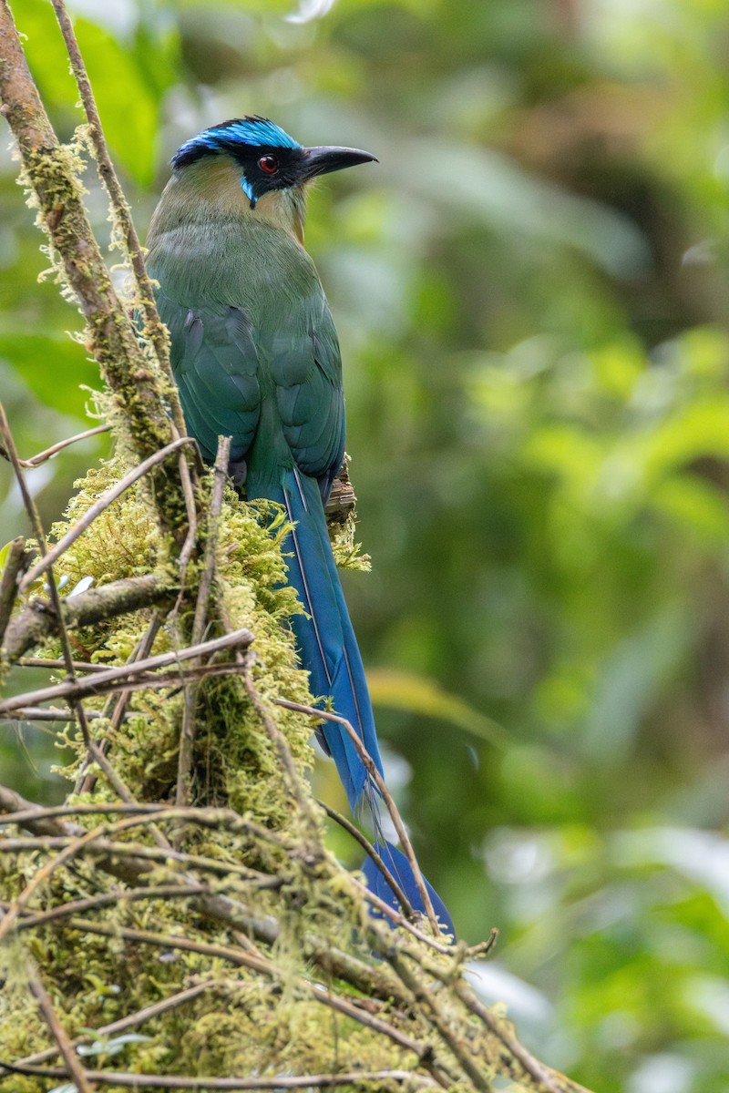 Andean Motmot - ML646711129