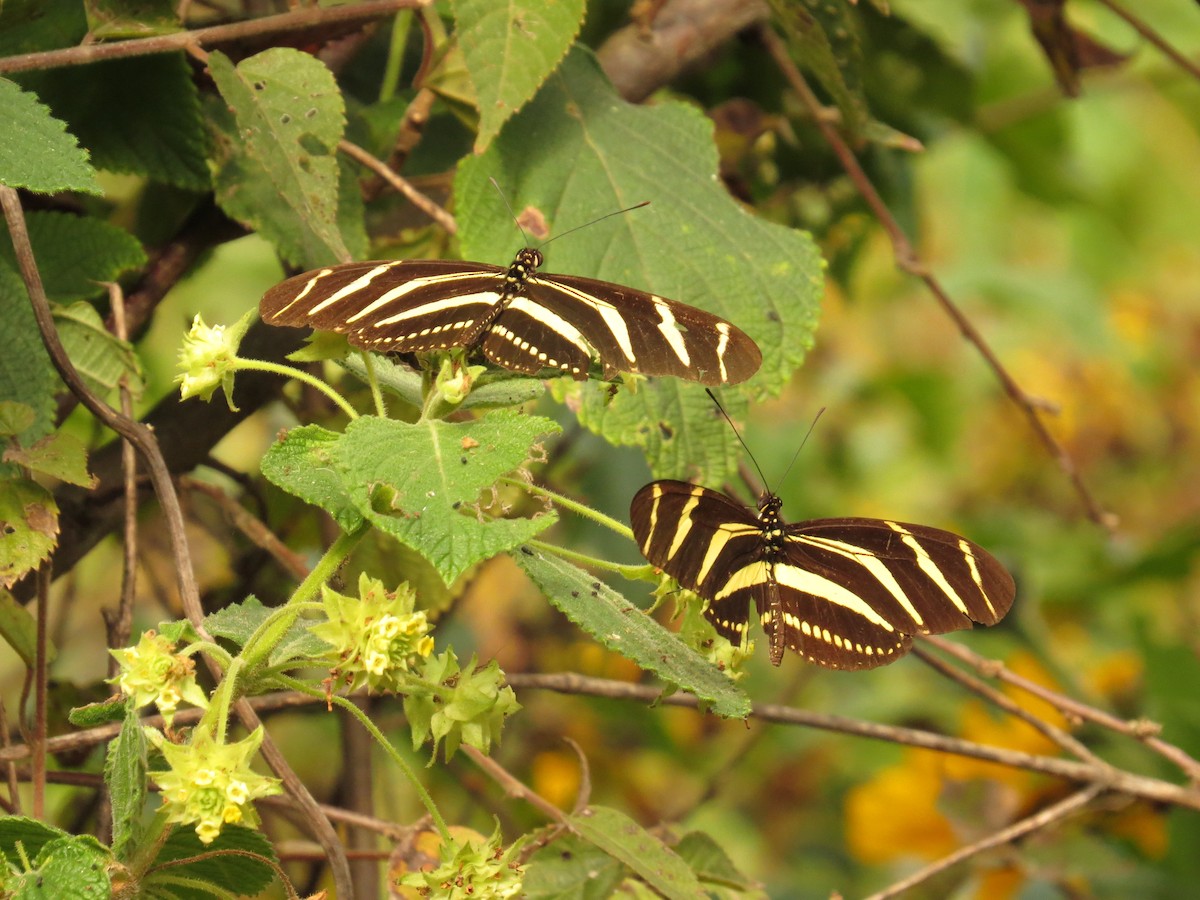 Zebra Longwing - ML646711130