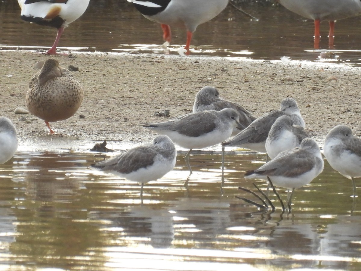 vodouš šedý - ML646711131