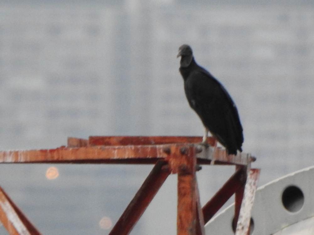 Rabengeier - ML646711132