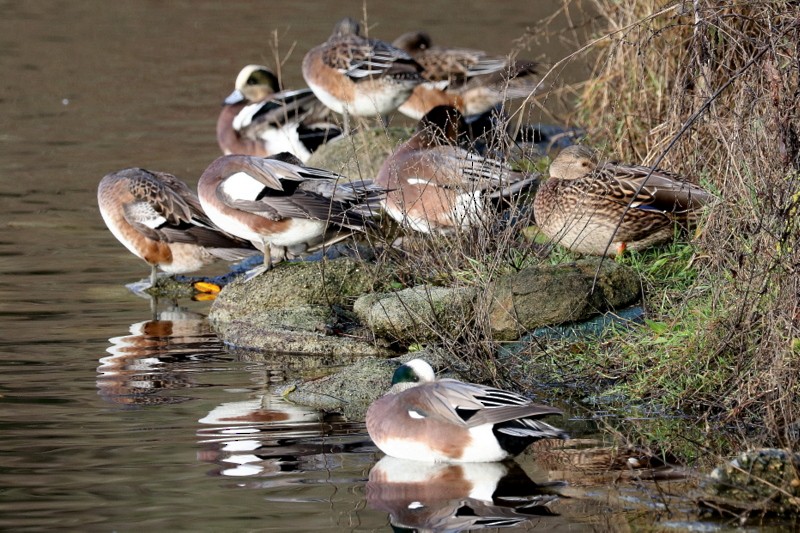 American Wigeon - ML646711133