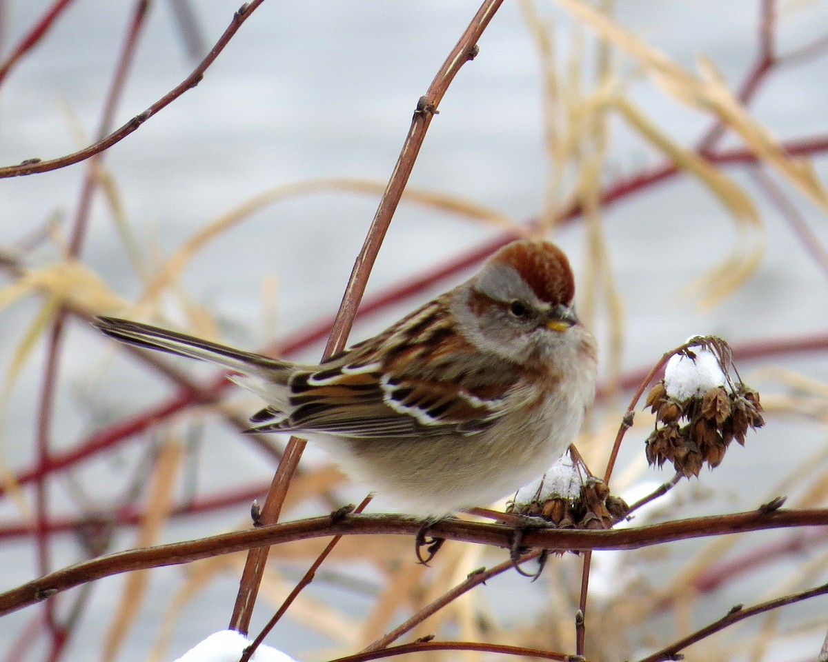 Воробьиная овсянка - ML646711134