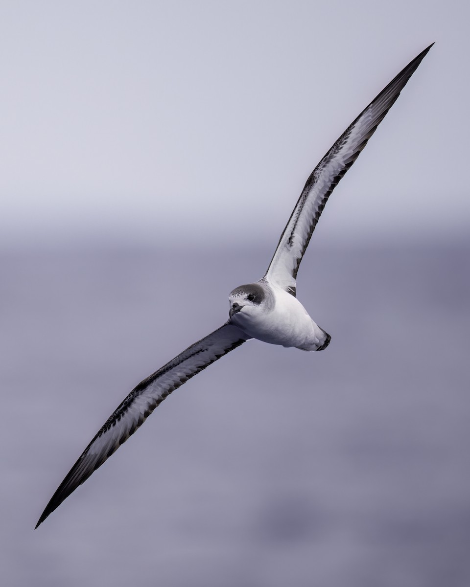 buřňák réunionský - ML646711136