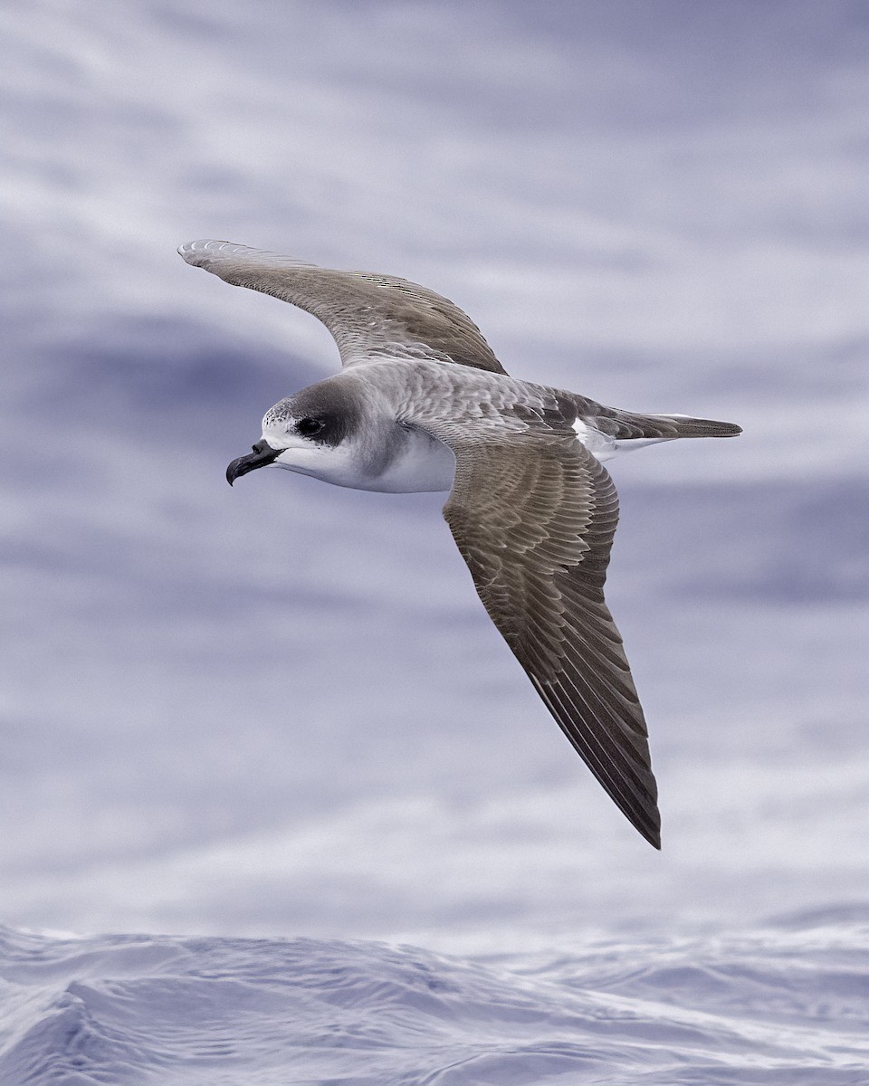 buřňák réunionský - ML646711137