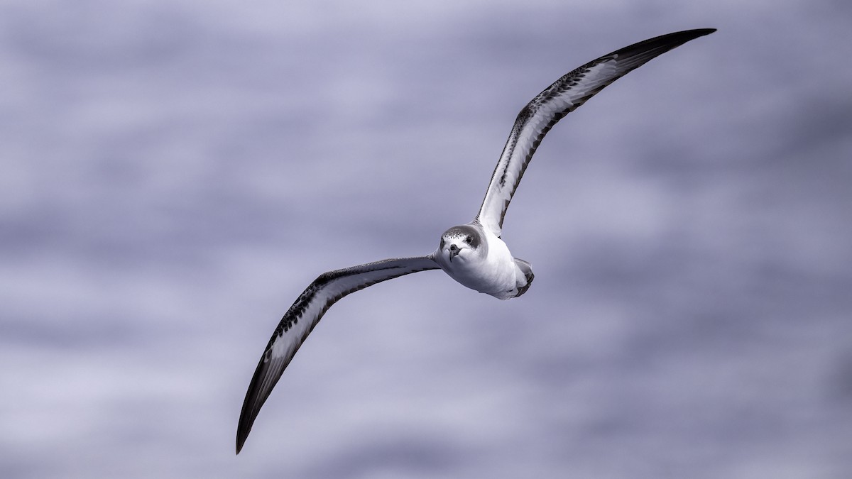 buřňák réunionský - ML646711138