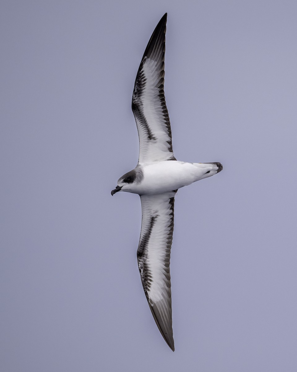 buřňák réunionský - ML646711139