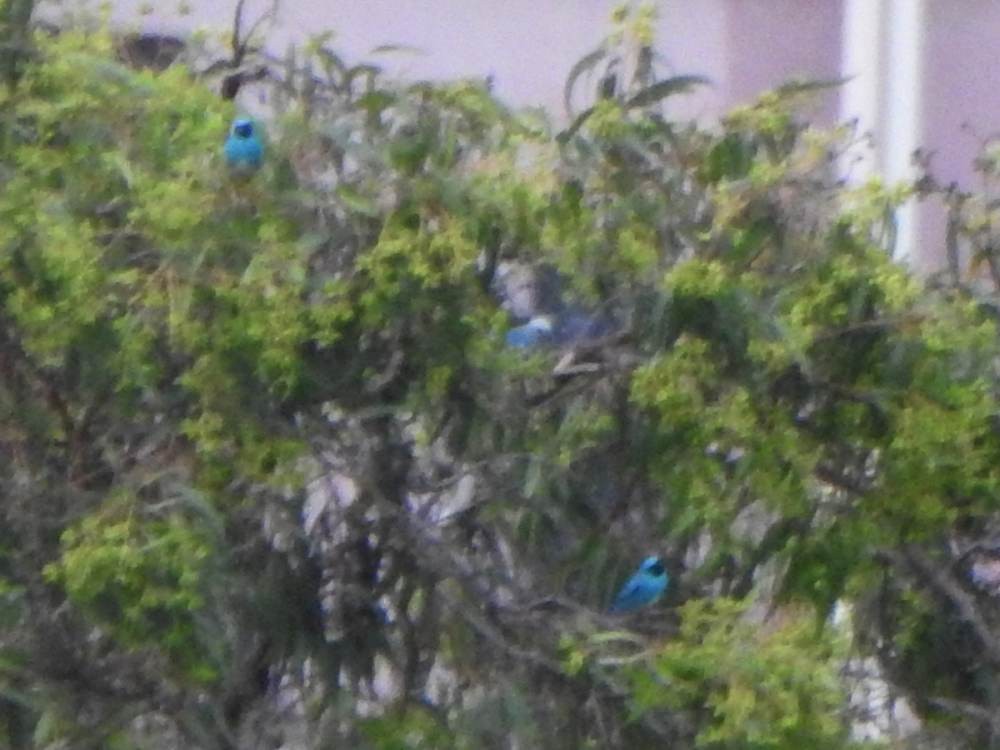 Swallow Tanager - ML646711140