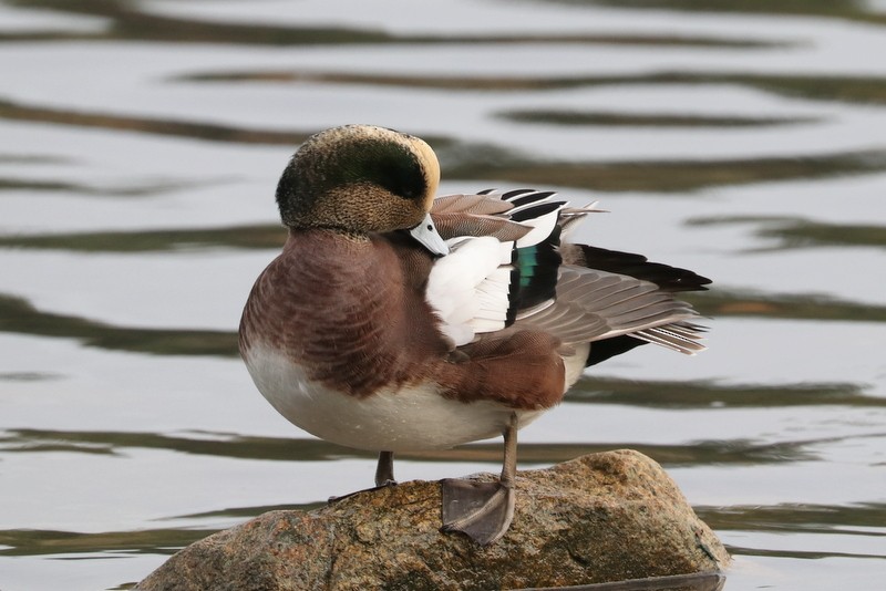 American Wigeon - ML646711142