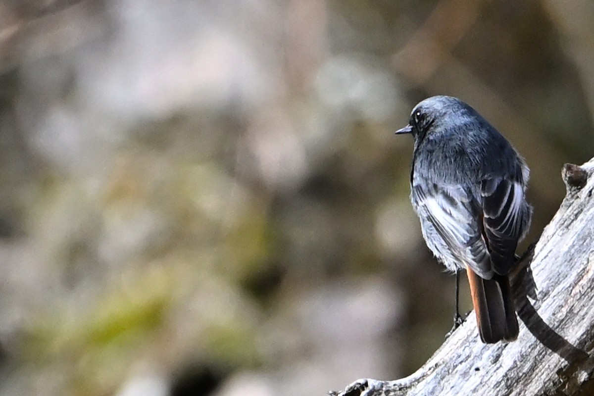 Черная горихвостка - ML646711145