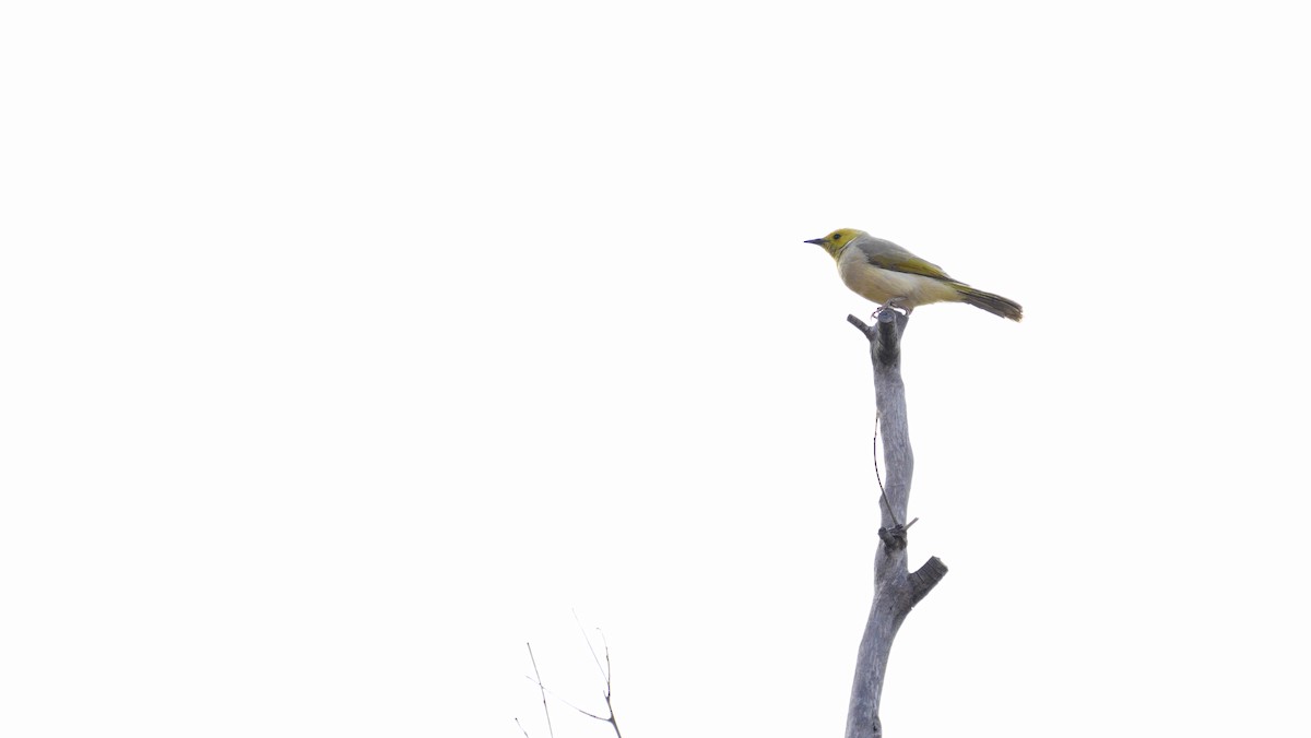 White-plumed Honeyeater - ML646711148