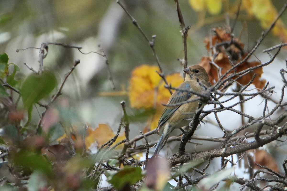 ルリノジコ - ML646711150