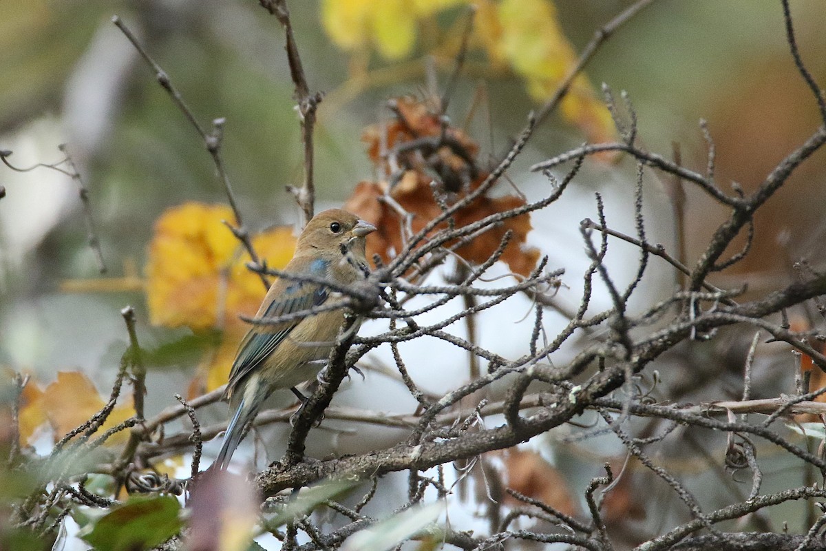 ルリノジコ - ML646711151