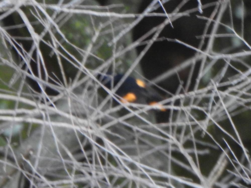 סבכון חכלילי - ML646711156