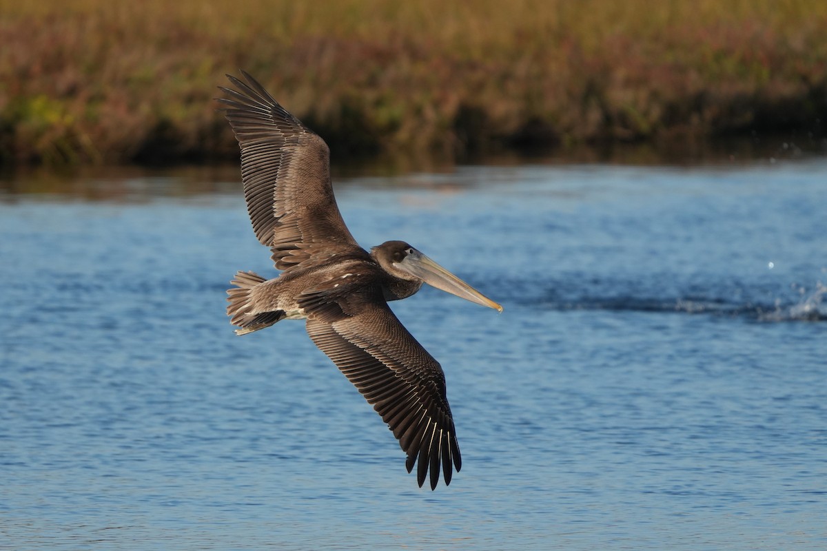 Brown Pelican - ML646711157