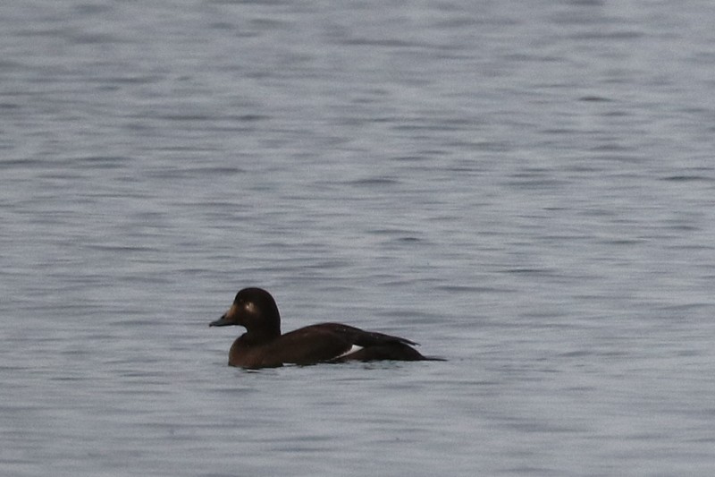 White-winged Scoter - ML646711158