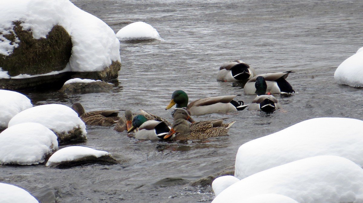 Кряква - ML646711160