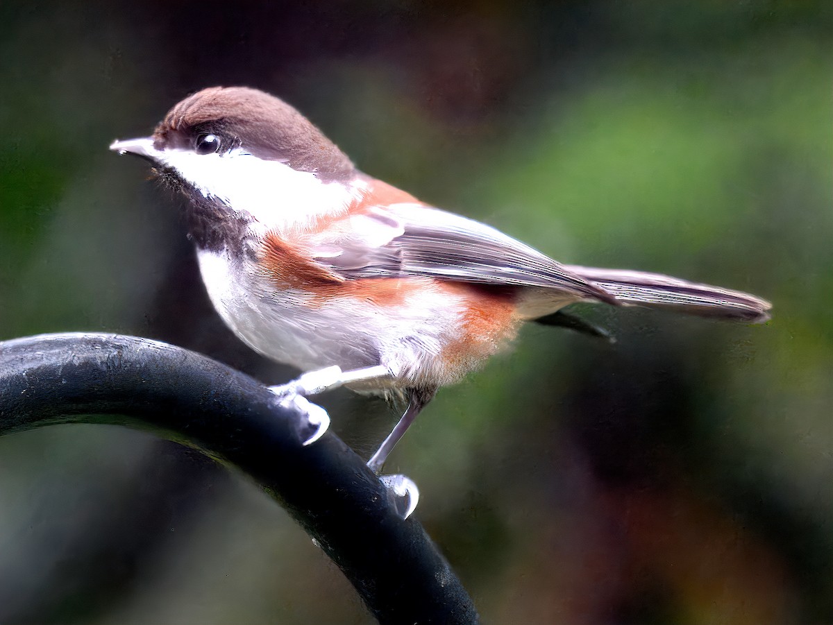 Kestane Sırtlı Baştankara - ML646711162