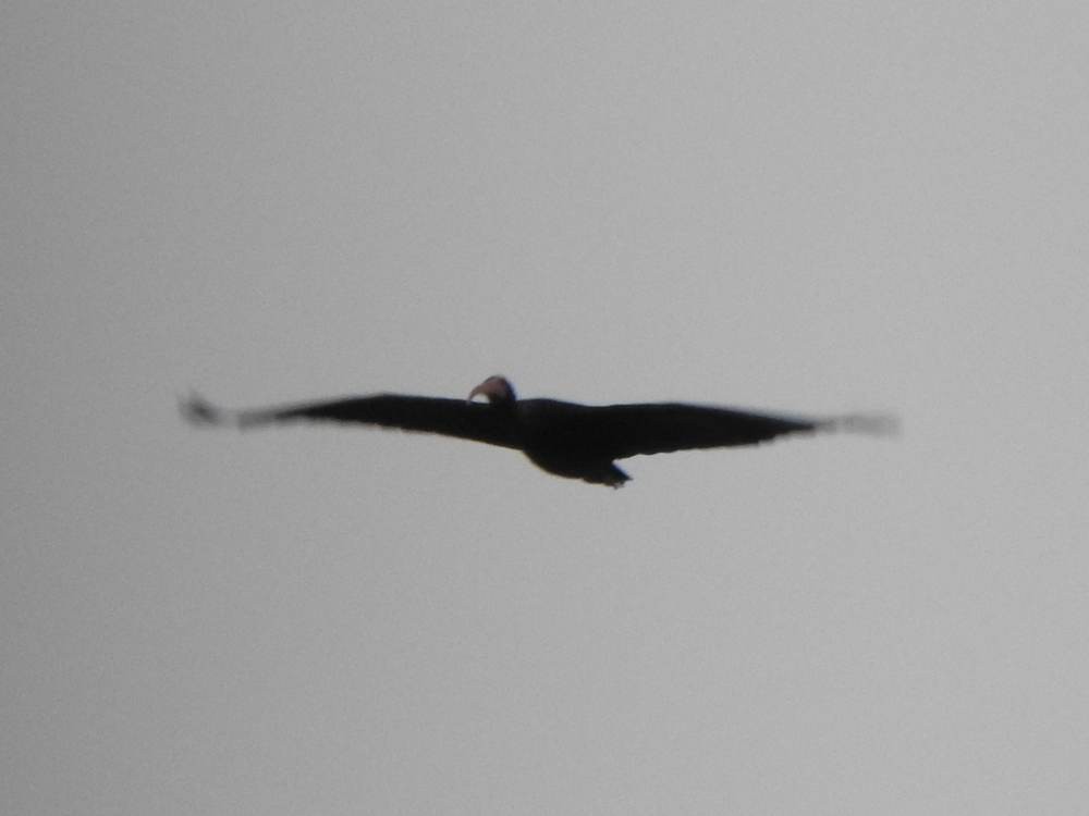 Bare-faced Ibis - ML646711164