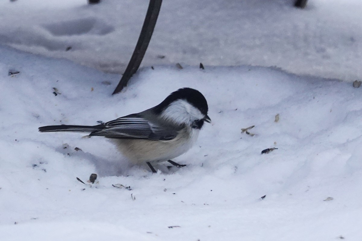 Гаїчка світлокрила - ML646711165
