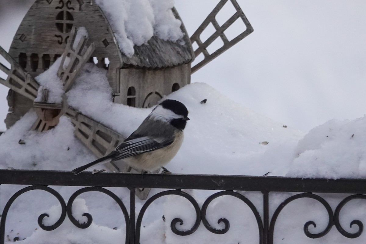 Гаїчка світлокрила - ML646711166