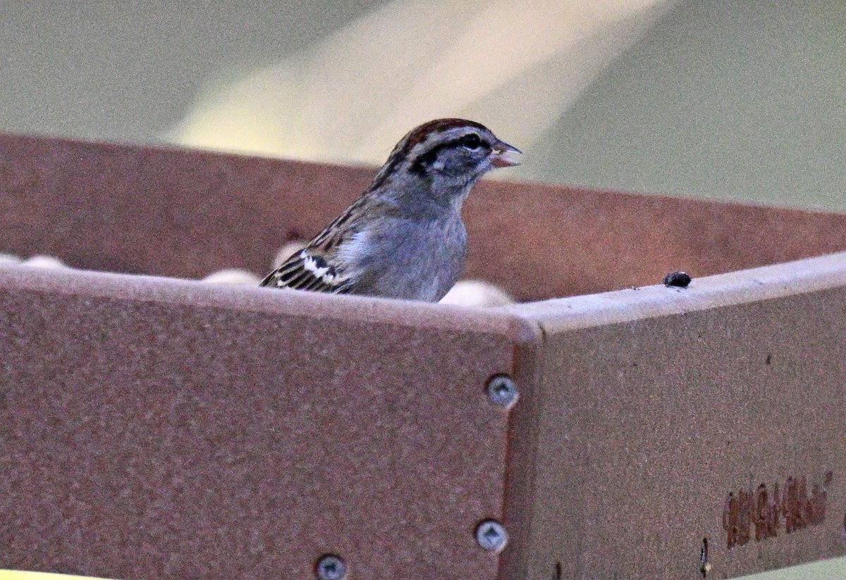 Chipping Sparrow - ML646711174