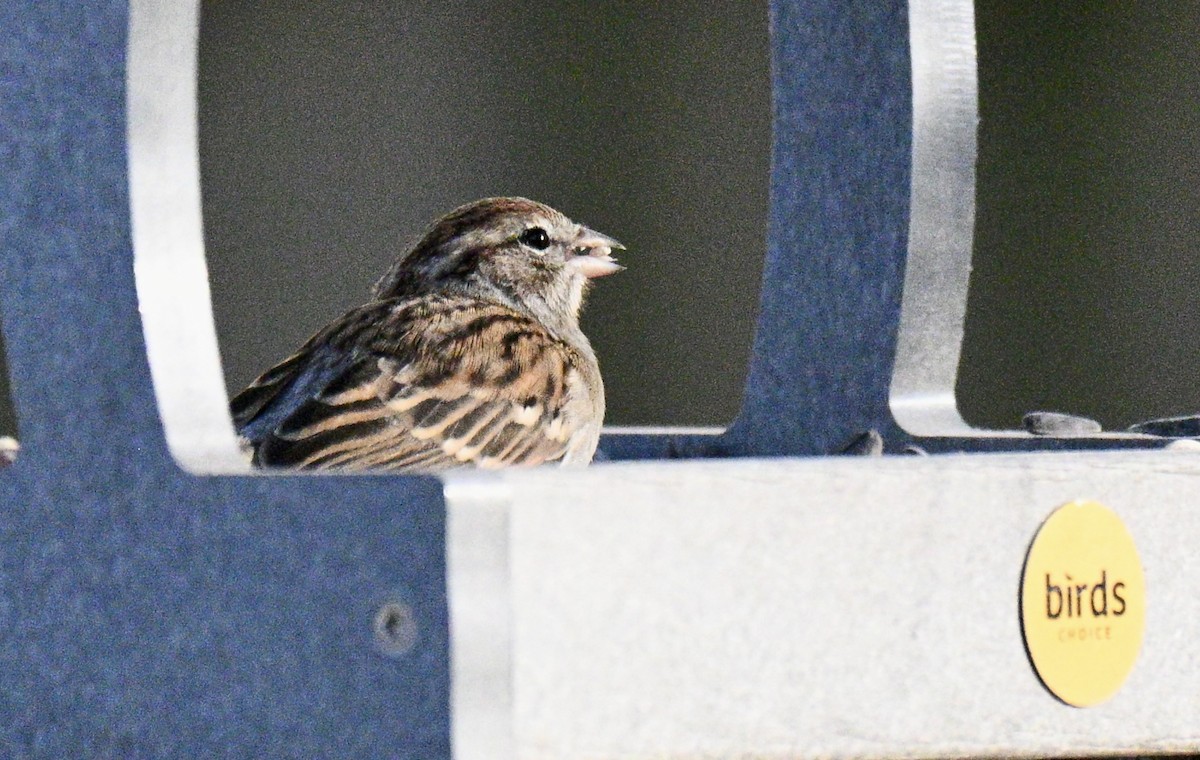 Chipping Sparrow - ML646711175