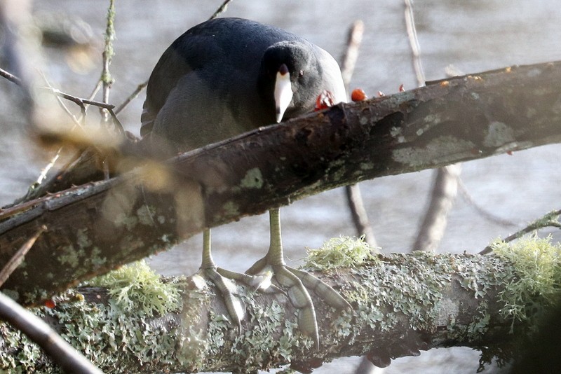 American Coot - ML646711177