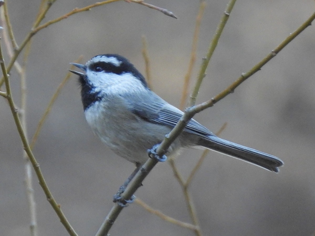 Mountain Chickadee - ML646711178