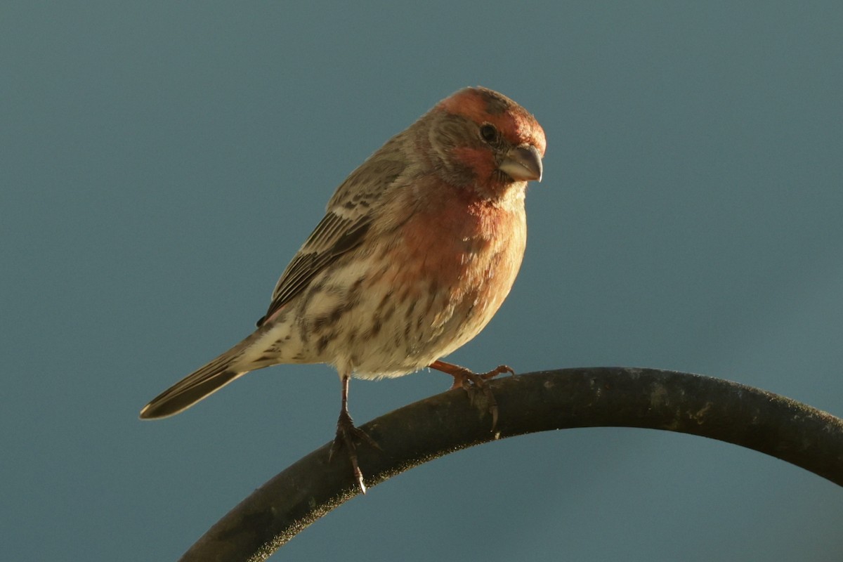 House Finch - ML646711179